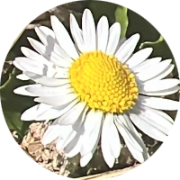 siralama